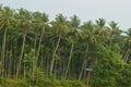 Village beauty view of coconut tree before the rain