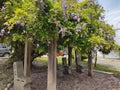 Village bench under flowers