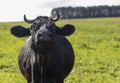 A village black cow on a leash grazes in a meadow. Breeding cows in rural areas