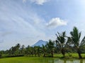 Village blue sky with palm tree and rice field Royalty Free Stock Photo