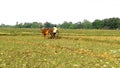 A village  boy is ploughing their field natural beauty back side Royalty Free Stock Photo