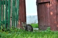 village cat with a gangster look sits at the entrance to the house Royalty Free Stock Photo