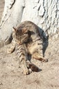 Village cat, mouser in the barn. Cat hunter looks into Royalty Free Stock Photo