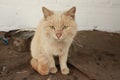 Village cat, mouser in the barn. Cat hunter looks into Royalty Free Stock Photo