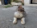 village cat relaxing on the side of the road Royalty Free Stock Photo