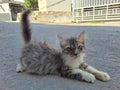 village cat relaxing on the side of the road Royalty Free Stock Photo
