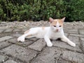a village cat relaxing on the side of the road Royalty Free Stock Photo