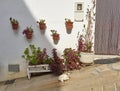 A Village Cat sunning itself in the afternoon Sun outside a Spanish house where its walls are decorated with Pots of Flowers.