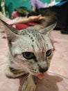 a village cat who often taunts people by sticking out his tongue