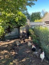 Village chickens and rooster walk in the rural yard, poultry farming, household