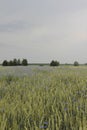 Cornflower field rye at sunset Royalty Free Stock Photo