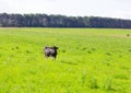 Village cow on a leash grazing in a meadow near the forest