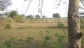 Village cows field at khunta Royalty Free Stock Photo