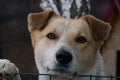 Village dog close-up. kind and intelligent look of a village dog