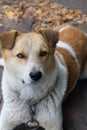 Village dog close-up. kind and intelligent look of a village dog Royalty Free Stock Photo