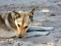 Village dog in the sand