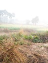 Village farm with fog in the morning time on winter season ,Bihar india