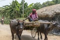 A village farmer is carrying the crops in a Buffalo-Cart Royalty Free Stock Photo