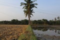 Village farmer land with sugarcane and coconut tree