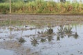 Village farmer land with sugarcane and coconut tree