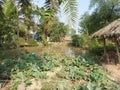 A village farmhouse of West Bengal sundarban area