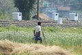 Village farming land and village lifestyle of farmers and villegers