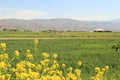 The village, field and the mountain near Panjikent in Tajikistan Royalty Free Stock Photo