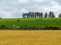 Village fields and pastures. Cows in a meadow. Agrarian European landscape. Irish farmland. Green grass field with trees under