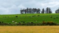 Village fields and pastures. Cows in a meadow. Agrarian landscape. Irish farmland. Green grass field with trees under white clouds