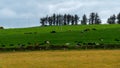 Village fields and pastures on a spring day. Cows in a green meadow. Agrarian European landscape. Irish farmland. Green grass