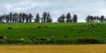 Village fields and pastures, spring day. Cows in a green meadow. Agrarian European landscape. Irish farmland. Green grass field