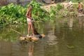 A village fisherman is throwing a net for fishing in a pond Royalty Free Stock Photo