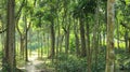 Village forest with narrow to working road