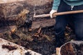 Village gardener stands in the mud and uses a pitchfork to put manure in the wheelbarrow, which smells awful. Manure is composed