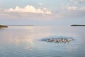 Village geese flock bathing in the calm water in lake, creek or pond. Peacefull landscape with clouds reflected on