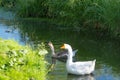 In the village, geese and goslings swim in a wide stream on a hot, sunny summer day.