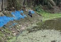 Village girl take Water from village pond