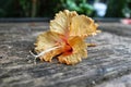 Autumn leaves on a wooden fence Royalty Free Stock Photo