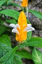 Yellow and white flowers in the garden Royalty Free Stock Photo