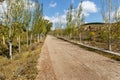 Village gravel road in the mountains in trees along the road Royalty Free Stock Photo