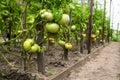 Village greenhouse and the summer harvest of tomatoes. Organic vegetables Royalty Free Stock Photo