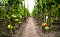 Village greenhouse and summer harvest of tomatoes Royalty Free Stock Photo