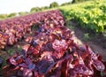 Village healthy life and local eating - colored salad