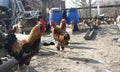 Village hens in the backyard, village life, subsistence farming