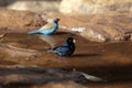 Village indigobird and red-cheeked cordonbleu