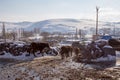 Village in Kars, Turkey. Cows returning the village. Royalty Free Stock Photo