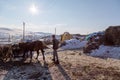 A village of Kars, Turkey. Young shepherd herds his sheep Royalty Free Stock Photo