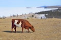 The village of Khuzhir. Spotted cow grazing on the shore of lake Baikal cape Burkhan Royalty Free Stock Photo