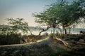 Village Landscape, Sundarban, India