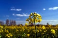 Village landscape with a yellow flower in the spring oilseed Royalty Free Stock Photo